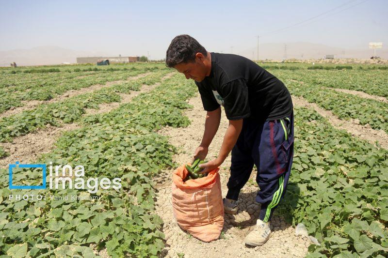 بازتعریف مسیر توسعه روستایی در قانون برنامه هفتم